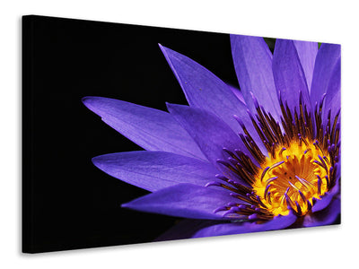 Vászonképek XL water lily in purple