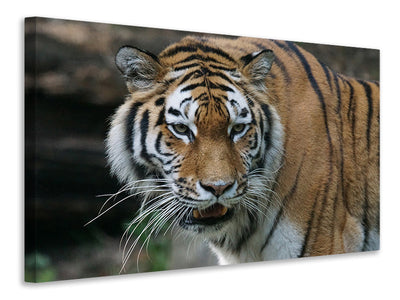 Vászonképek XL Tiger