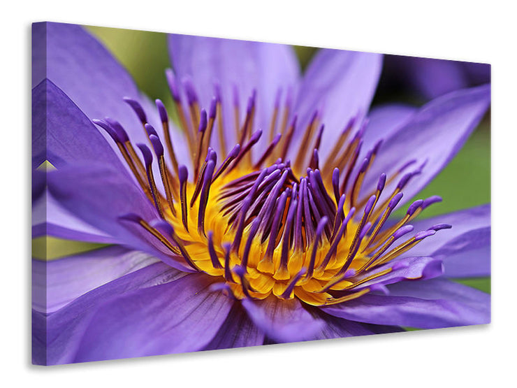 Vászonképek XXL water lily in purple
