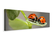 Panorámás Vászonképek 2 ladybirds