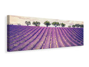 Panorámás Vászonképek The Lavender Field
