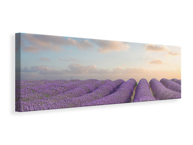 Panorámás Vászonképek The Blooming Lavender Field