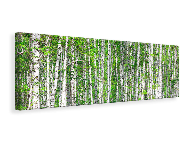 Panorámás Vászonképek The Birch Forest