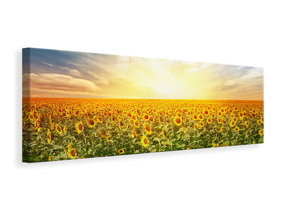 Panorámás Vászonképek A Field Full Of Sunflowers