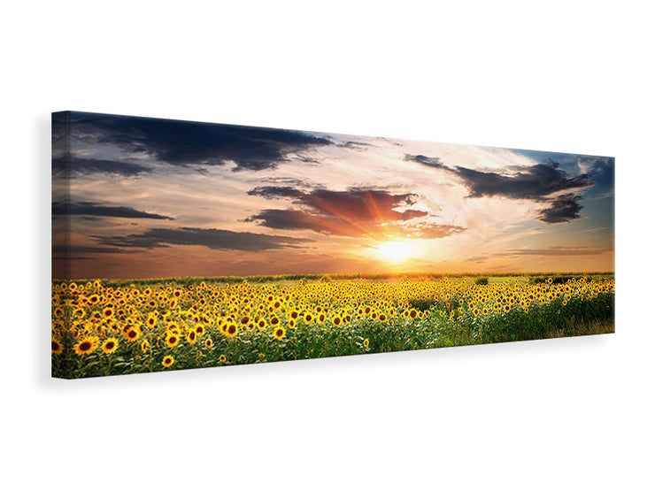 Panorámás Vászonképek A Field Of Sunflowers