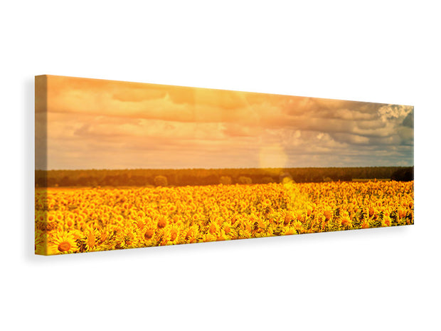 Panorámás Vászonképek Golden Light Sunflower