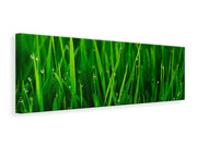 Panorámás Vászonképek Grass With Morning Dew