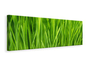 Panorámás Vászonképek Grass In Morning Dew