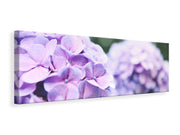 Panorámás Vászonképek Hydrangeas