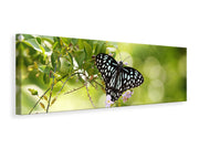 Panorámás Vászonképek Papilio Butterfly XXL