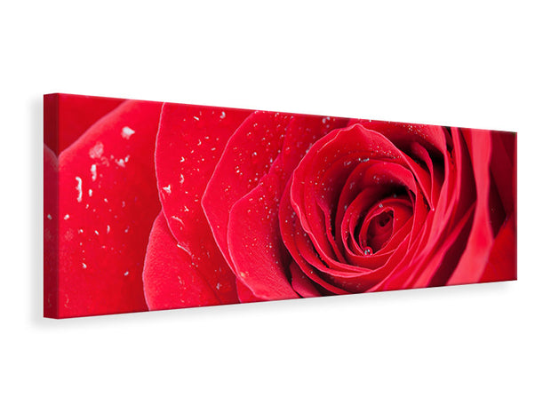 Panorámás Vászonképek Red Rose In Morning Dew