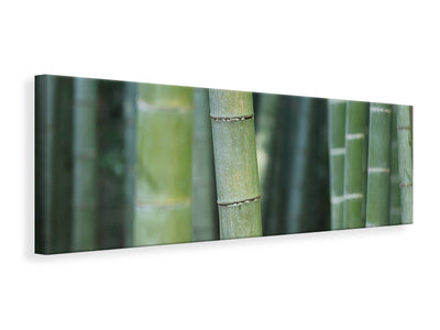 Panorámás Vászonképek Bamboo in XXL