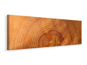 Panorámás Vászonképek tree rings