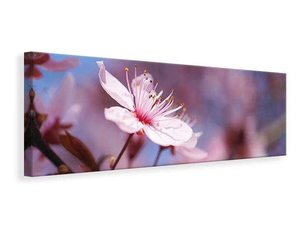 Panorámás Vászonképek Close up cherry blossom