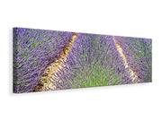 Panorámás Vászonképek The lavender field