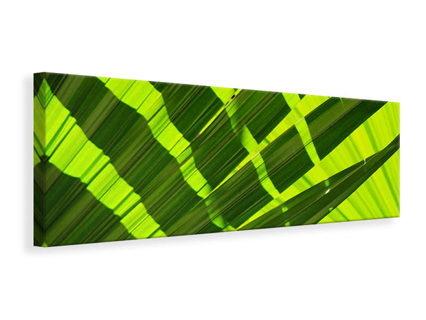 Panorámás Vászonképek The palm leaf in XL