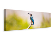 Panorámás Vászonképek The kingfisher