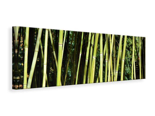 Panorámás Vászonképek Fresh bamboo