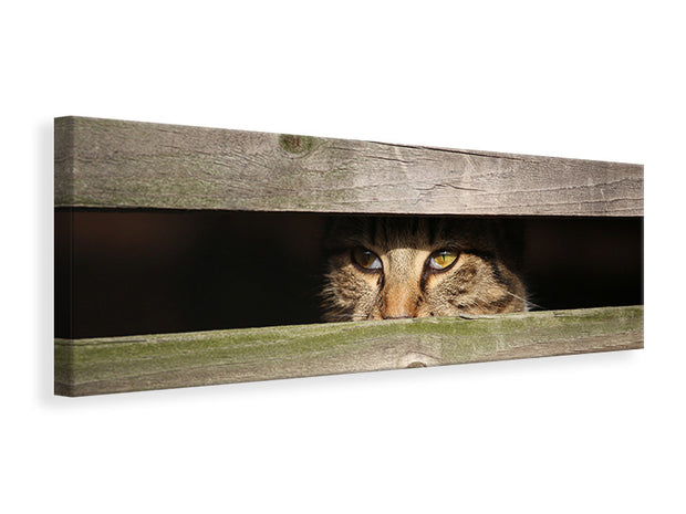 Panorámás Vászonképek Cat in hiding