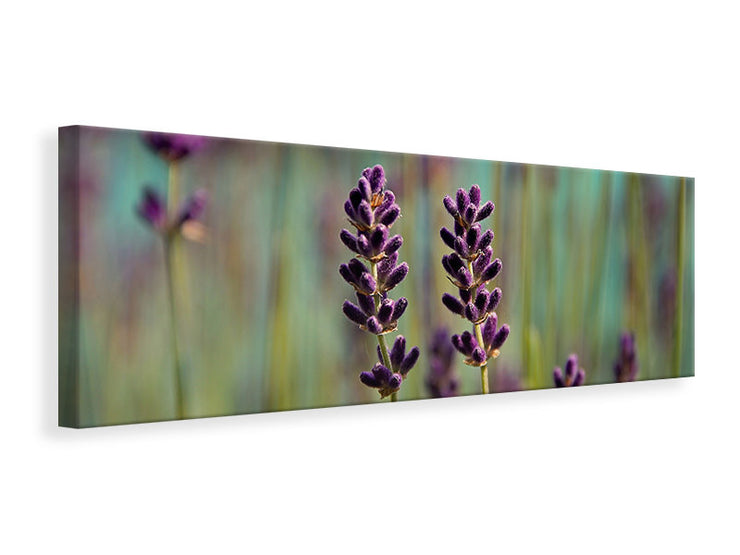 Panorámás Vászonképek Lavender in XL