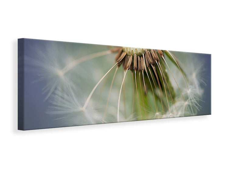 Panorámás Vászonképek Dandelion Close up