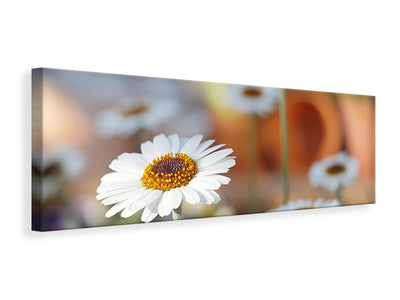 Panorámás Vászonképek Daisies XL