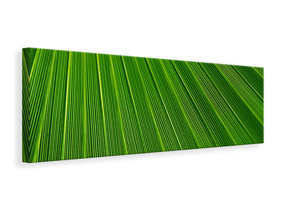 Panorámás Vászonképek Palm stripe 1