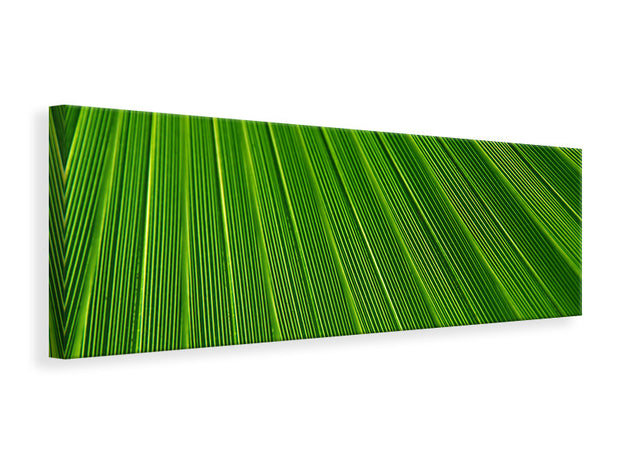 Panorámás Vászonképek Palm stripe 1