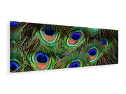 Panorámás Vászonképek Peacock feathers XXL