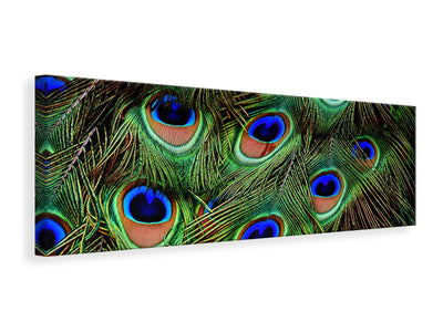 Panorámás Vászonképek Peacock feathers XXL