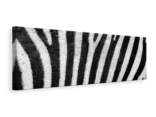 Panorámás Vászonképek Strip of the zebra