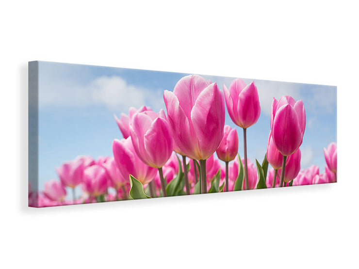 Panorámás Vászonképek Tulip field in pink