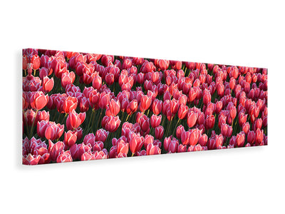 Panorámás Vászonképek Lush tulip field