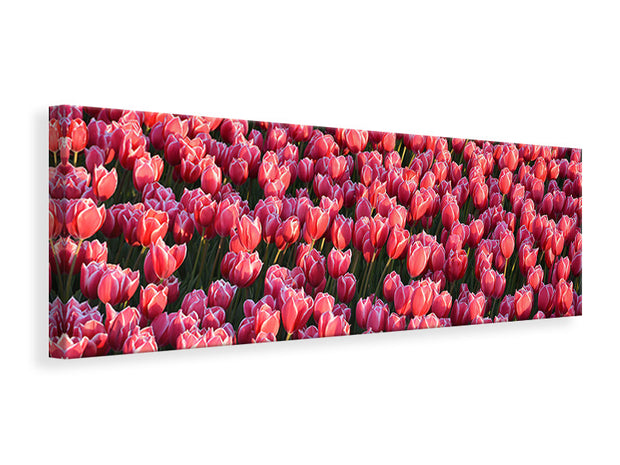 Panorámás Vászonképek Lush tulip field