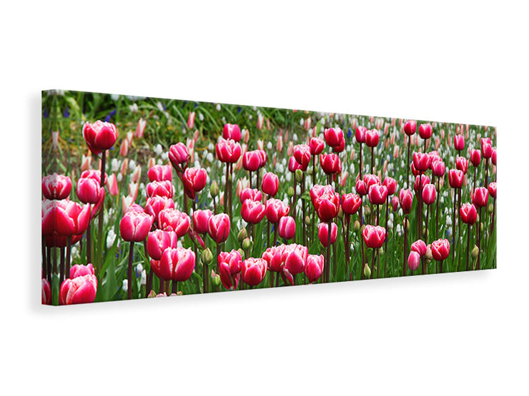 Panorámás Vászonképek Wild tulip field