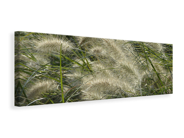 Panorámás Vászonképek Ornamental grass in the wind